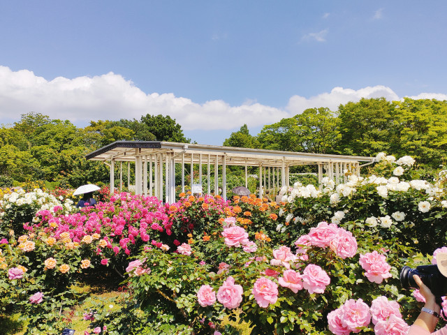 日比谷花壇大船フラワーセンター「ROSE FESTA2026～バラの夜間開園～」【鎌倉市】